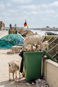 Cows on shore against sky