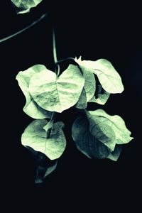 Close-up of fresh green plant