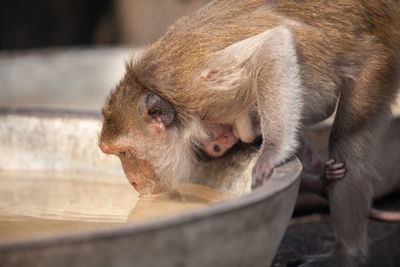Monkey with infant drinking water
