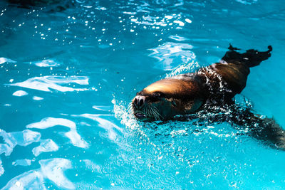 High angle view of dog swimming in pool