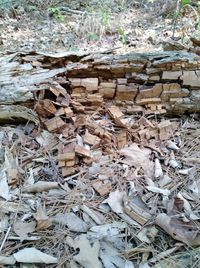 Stack of firewood on field in forest