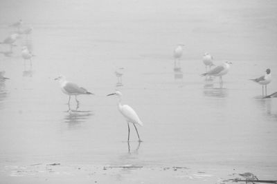 View of seagulls on beach