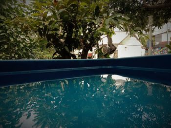 Reflection of trees on swimming pool