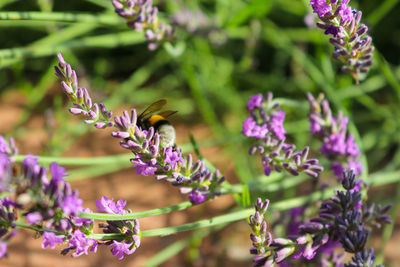 Close-up of purple flowering plant