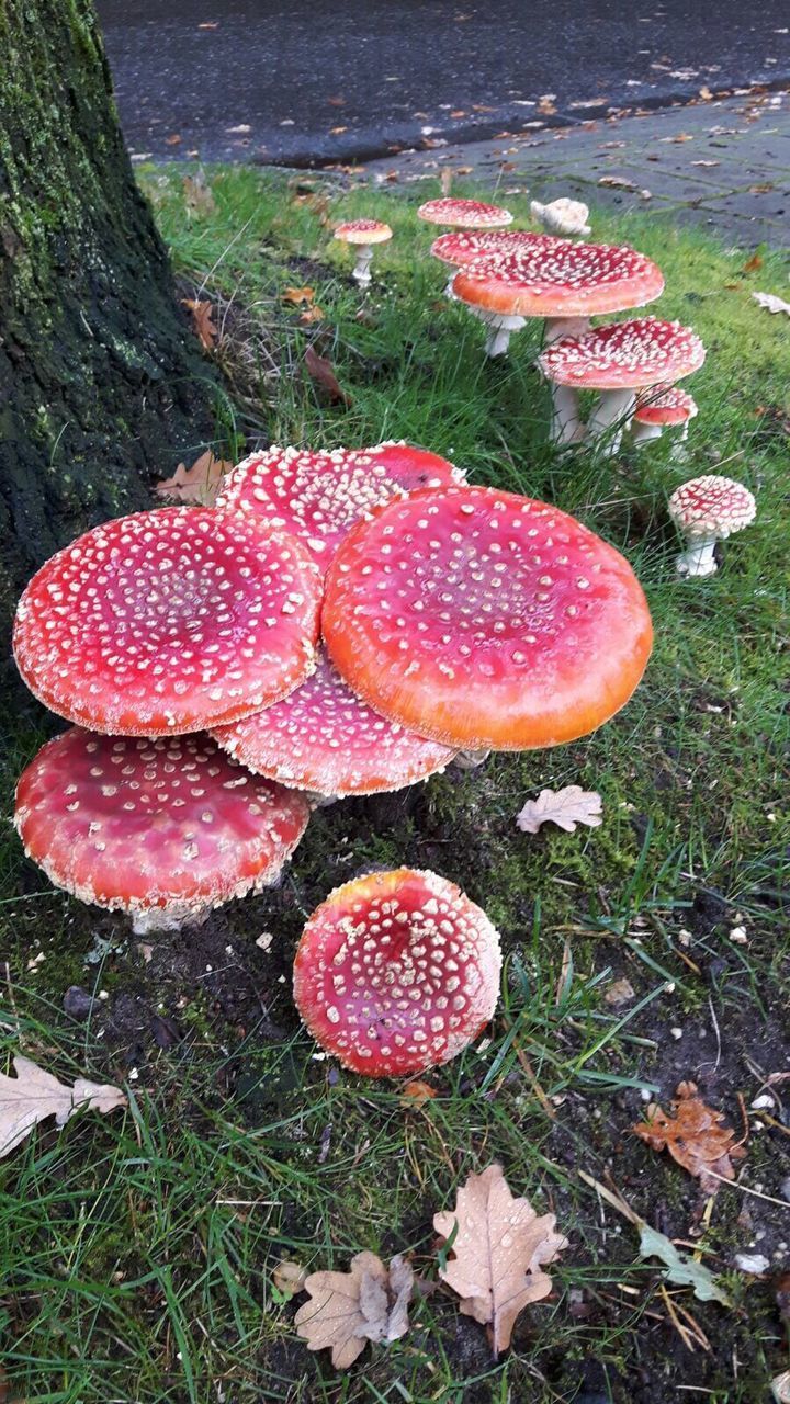 HIGH ANGLE VIEW OF FLY AGARIC MUSHROOM IN GRASS