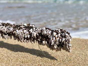 Close-up of shells on beach