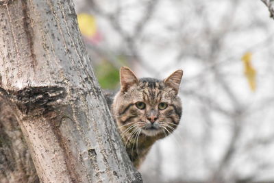 Portrait of a cat on tree trunk