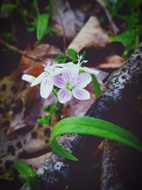 Close-up of flowers blooming outdoors