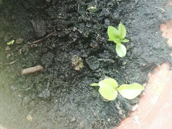 Close-up high angle view of young plant