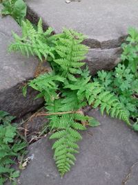 High angle view of plants growing on street