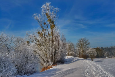 Bare trees on snow covered field against sky