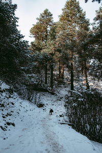 Trees on snow covered field against sky