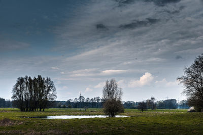 Trees on field against sky