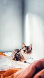 Portrait of cat relaxing on bed