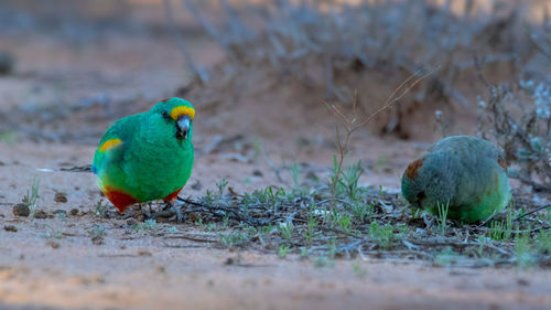 Close-up of two birds on land