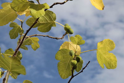 Low angle view of leaves growing on tree against sky