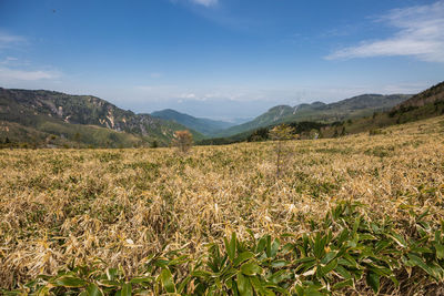 Scenic view of field against sky