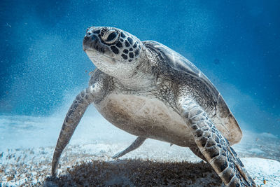 Turtle swimming in sea