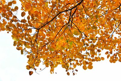 Low angle view of tree against sky during autumn