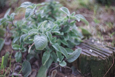 Close-up of flowering plant on land