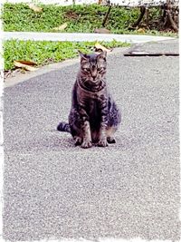 Portrait of cat