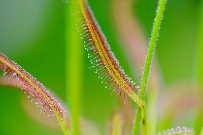 Close-up of fresh green plant leaves