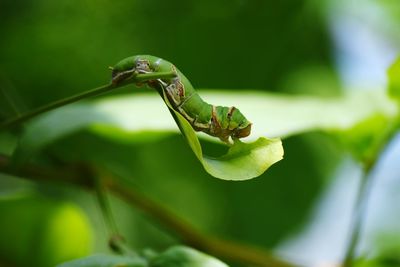 Close-up of caterpillar eating green leaf