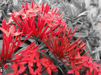 Close-up of red flowers