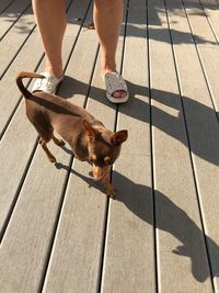 Low section of person with dog on floor