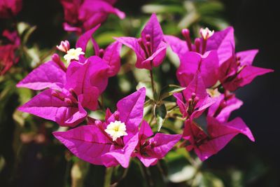 Close-up of pink flowering plant