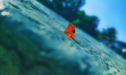 Close-up of ladybug on wood