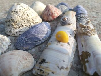 High angle view of shells