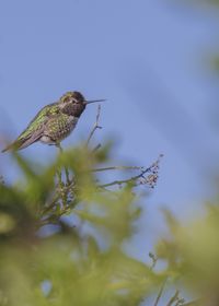 Low angle view of bird perching on tree