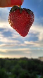 Close-up of strawberry on tree against sky