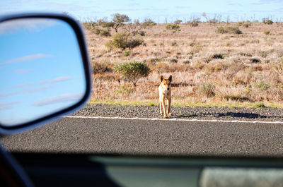 Dog seen through car