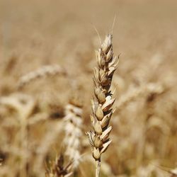 Close-up of wheat growing on field