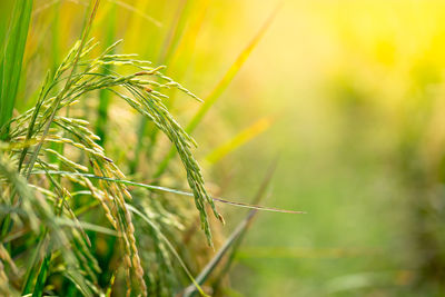 Close-up of crop growing on field