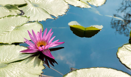 Close-up of lotus water lily in lake