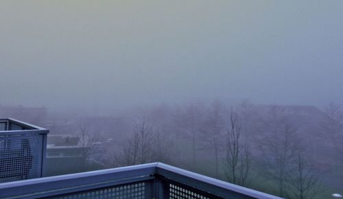 Trees in foggy weather