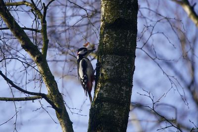 Low angle view of bird perching on tree