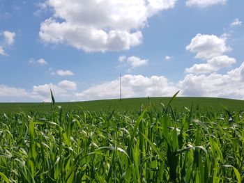 Crops growing on field against sky