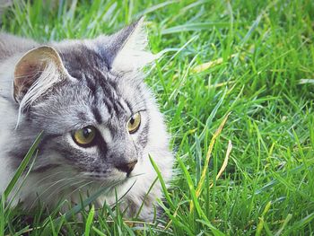 Portrait of cat on field