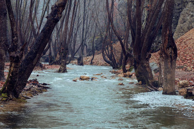 Scenic view of river amidst trees in forest