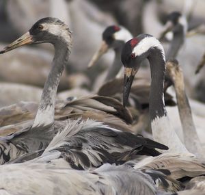 Close-up of birds in water