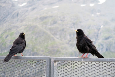 Alpine choughs perching on metallic fence