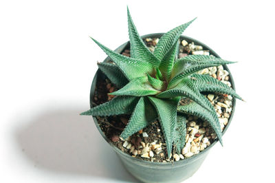 High angle view of potted plant against white background