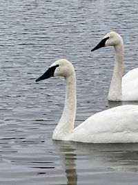 Swans swimming in lake