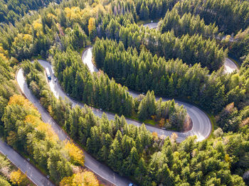 High angle view of trees in forest