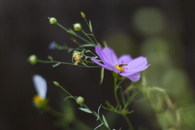 Close-up of insect on purple flower