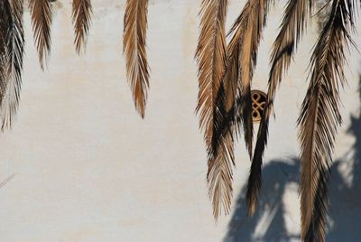 Close-up of palm leaves hanging